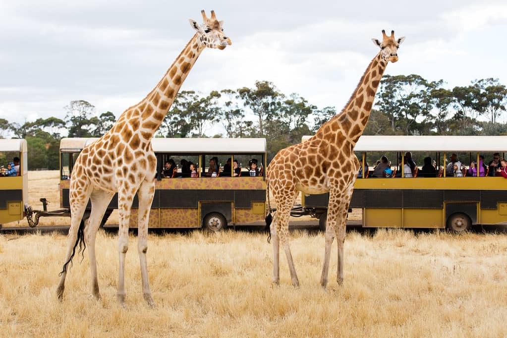 open range zoo safari park